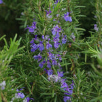 6 Rosemary Plants Live, Edible, Hardy Herb for Container and Garden Planting from 5 Inch Tall