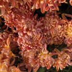 2 Mums Plants Live, Double Orange Chrysanthemum Plants Live, 5 to 7 Inc Long, Chrysanthemum Flower Live Plant Mum Live Plant