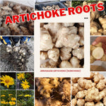 8Oz Jerualem Artichoke for Planting Outdoors, Sunroots Sunchokes Artichoke Tubers, Fresh Jerusalem Artichoke Roots to Grow