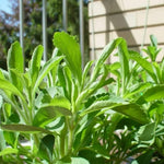 2 Stevia Plants Live for Planting Indoor Outdoor, 4-6 Inch Tall, Sweet Stevia Mint Herb, in Pot