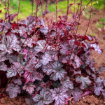 Pack 3 Heuchera Plants Live, Coral Bells Plants 4-7” Tall for Shade Gardens, Borders, Pots, Heuchera Perennials Seedlings (Purple Black Heuchera)