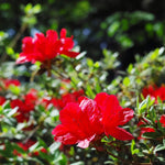 2 Red Azalea Plants Live 5-9" in Tall, Rhododendron Tree Live Plants Like, Established Root, Vibrant Bloom, Red