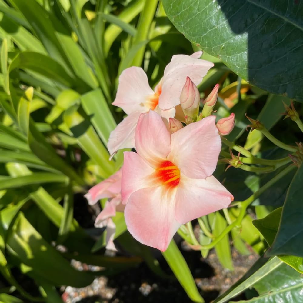 2 Mandevilla Live Plants, Flowering Mandevilla Plants, 5-9” Height, Mandevilla Trellis Vines for Outdoor Garden and Containers (Peach Mandevilla)
