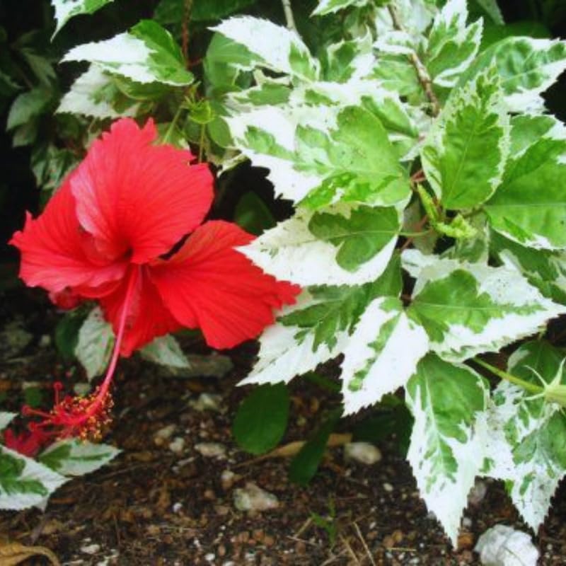 2 Variegated Red Hibiscus Tree Live Plant, Hardy Flower Plants Live, 8 to 11 Inches, Shrub Tree for Garden