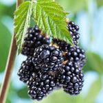 2 Thornless BlackBerry Plants Live for Planting, Sweet BlackBerry Bushes Trees, 5 to 8 Inches Tall, Blackberries Fruit Trees (Chester BlackBerry)
