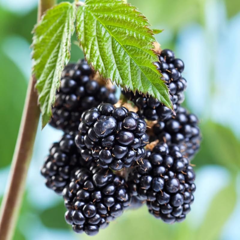 2 Thornless BlackBerry Plants Live for Planting, Sweet BlackBerry Bushes Trees, 5 to 8 Inches Tall, Blackberries Fruit Trees (Chester BlackBerry)