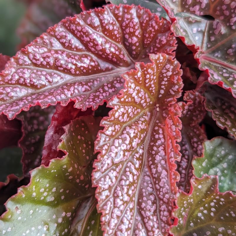 Pack 2 Begonia Live Plant, Tropical Begonia Houseplant, 5-9 Inch Tall, Pink Leaf with White Spots