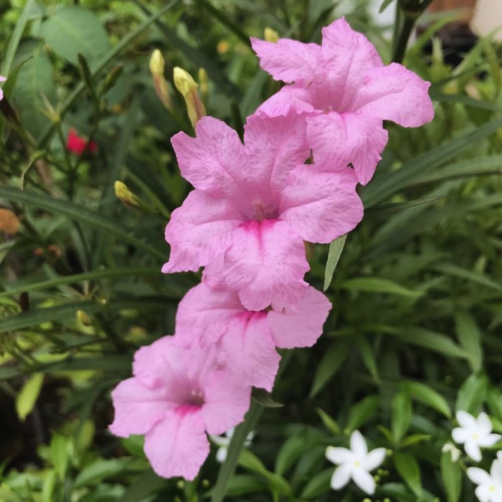 6 Pink Mexican Petunia Plants Live, 5 to 7 Inches, Petunia Flower Live Plant, Shrub Plant Gardening