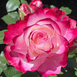 Rose Plant Live for Planting, Bareroot 6-10 Inch Tall, Climbing Vine Bush Shrub for Flowering (Cherry Rose)