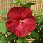 Hibiscus Plants Live, Hibiscus Plant, Hibiscus Tree Live Plant, Perennial Flower Bush, 6 to 8 Inch Tall, Red Hardy Hibiscus