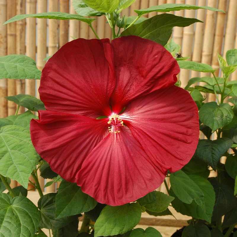 Averar Hardy Hibiscus Plants Live, Tropical Hibiscus Plant, Hibiscus Tree Live Plant, Perennial Flower Bush, 4 Inch Pot, Red Luna Hardy Hibiscus