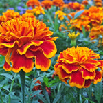 Pack 4 Marigold Plants, Yellow Red Marigold Flowering Plants, Indoor Outdoor Planting, 3 to 5 Inch