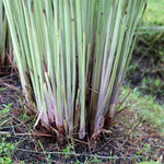 3 Lemongrass Plants Stalks for Outdoor Planting, Lemon Grass Live Plants, Outdoor Lemongrass Plants Live for Planting, 6-8 Inches Tall