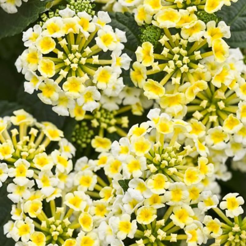 4 Colorful Perennial Lantana Trees Live Plants, Yellow White Blooms, Hardy and Long Blooming Seasons, Fragrant, 5-10" in Tall, Full Sun Growing