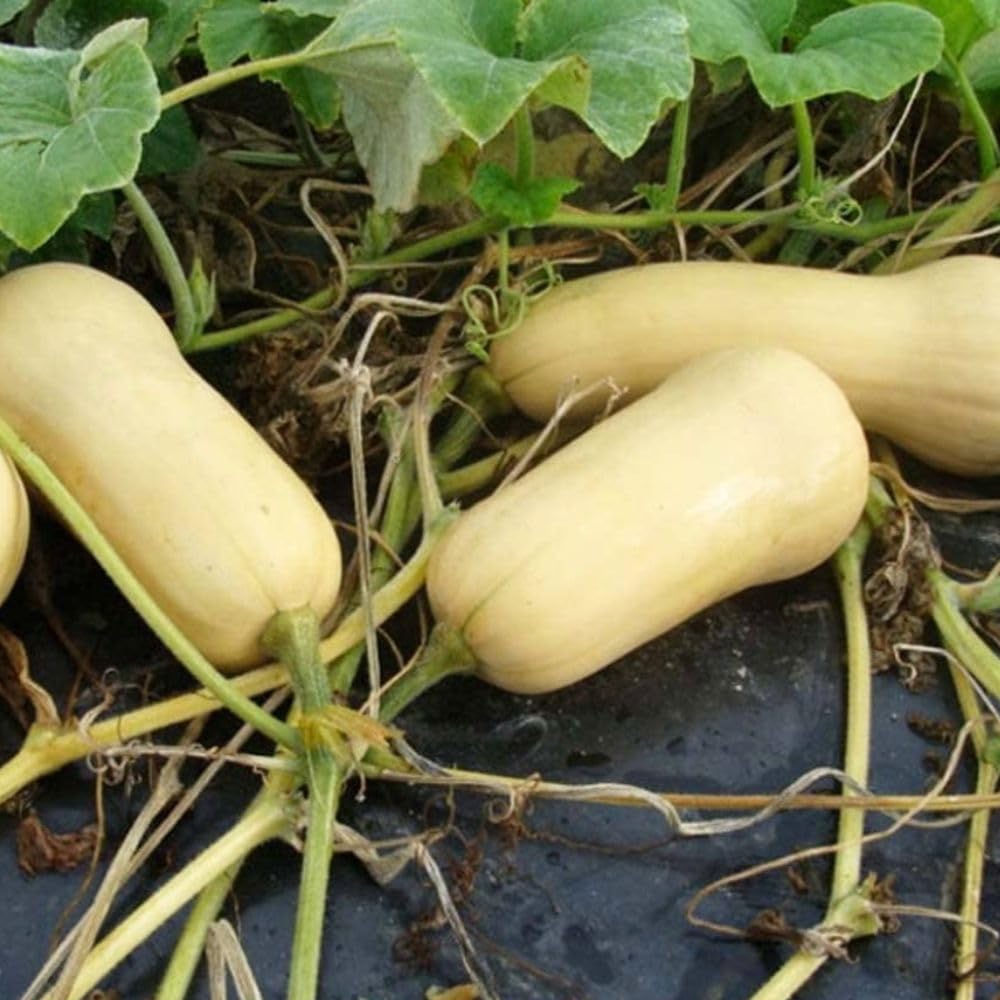 Butternut Squash Live Plant 4" Pot, Live Squash Plants in 3-5 Inch Tall, Vegetable Seedlings for Planting Outdoor Garden