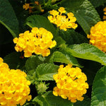 3 Trailing Lantana Plants Live, 5 to 7 Inc Tall, Yellow Lantana Live Plants for Planting Outdoors Flower Gardening