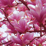 Magnolia Tree Live Plant, Ann Magnolia Plant Live, 5 to 8 Inches, Tropical Shrub Plants, 2.5 Inc Pot