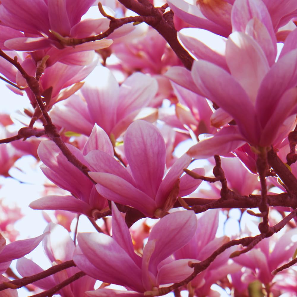 Magnolia Tree Live Plant, Ann Magnolia Plant Live, 5 to 8 Inches, Tropical Shrub Plants, 2.5 Inc Pot