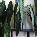 Melanochrysum Philodendron Plant Live Indoor, 5-9" No Pot, Tropical House Plant for Indoor, 5-9" No Pot Home Décor Houseplants