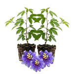 Set 2 Passiflora Incarnata Maypop Plant 4-6 Inch Height, Purple Maypop Passion Flower Plant for Trellis and Garden, No Pot