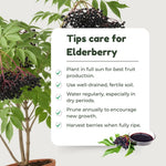 Elderberry Live Plant 4-8'' Tall, Live Black Elderberry Tree Seedling, Edible Berry Bush for Planting, No Pot