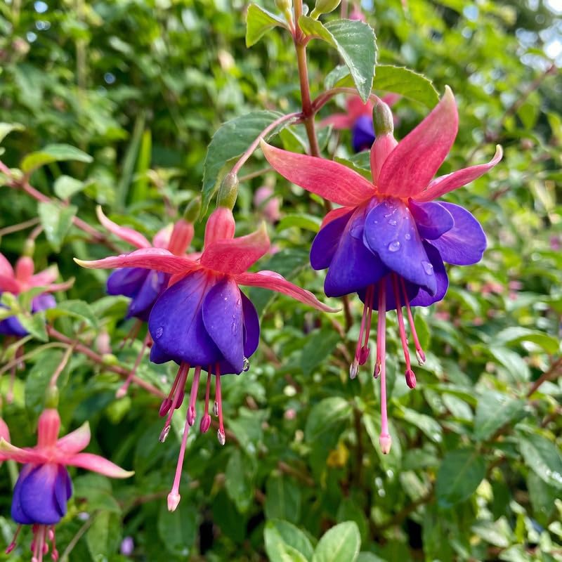 Set 2 Purple Fuchsia Plants Live 2-5 Inches Tall, Colorful Hanging Flower Plants for Patio, Garden and Containers