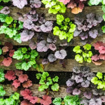 Pack 3 Heuchera Plants Live, Coral Bells Plants 4-7” Tall for Shade Gardens, Borders, Pots, Heuchera Perennials Seedlings (Mix Heuchera)