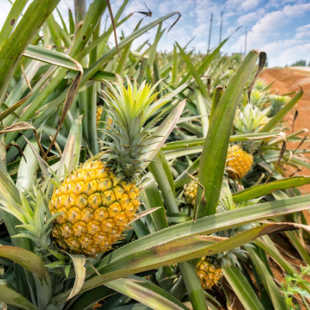 4 Gold Pineapple Trees Live Plants, Sweet Pineapple Fruit Plant Live 5 to 8 Inc Height, Tropical Pineapple for Outdoor