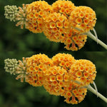 AVERAR 6 Months Old Yellow Butterfly Bush Live Plant, Butterfly Bushes Ready to Plant Outdoor, Buddleia Plant Bush Shrub 5-7 Inches Tall, No Pot