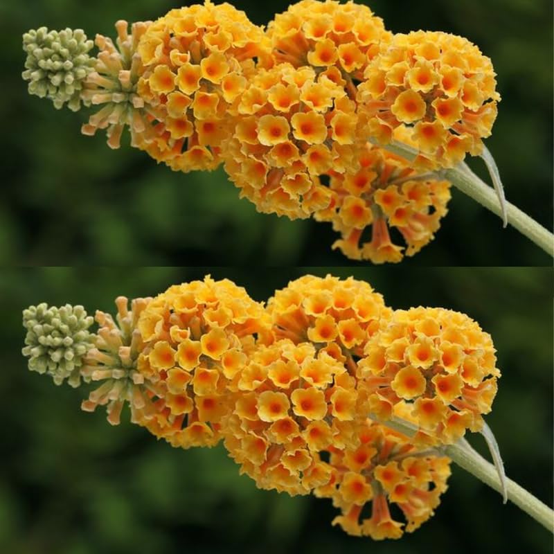 AVERAR 6 Months Old Yellow Butterfly Bush Live Plant, Butterfly Bushes Ready to Plant Outdoor, Buddleia Plant Bush Shrub 5-7 Inches Tall, No Pot