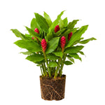 Shampoo Ginger Live Plant, Tropical Zingiber Plant Zingiber Zerumbet, Pinecone Ginger Lily for Indoor and Outdoor Gardens, 4-6 Inch Tall
