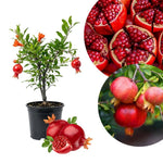 Wonderful Pomegranate Live Plant 4" Pot, Sweet Edible Pomegranate Fruit Plant for Indoor Outdoor Garden