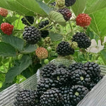 Pack 2 BlackBerry Live Plants, Perennial Blackberries Fruit Tree, Sweet-Pie BlackBerry Bushes 4-8 Inches Ready to Grow Outdoors