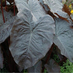 Colocasia Live Plant, 4-8'' Tall, Elephant Ear Plant, Esculenta Taro Alocasia Housplant, Indoor Outdoor Planting (Glossy)