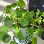 Money Plant Live Houseplant 4-6 Inches Tall, Pilea Peperomioides Plant, Money Indoor Plant for Beginners and Collectors