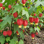 2 Abutilon Lantern Plants Live, Red Abutilon Plants 2-5 Inches Plugs, Ornamental Plants for Garden, Patio Containers and Indoor Decor