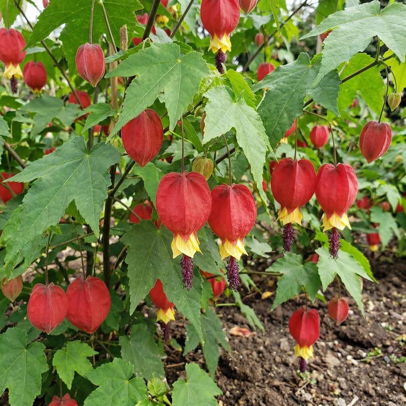 2 Abutilon Lantern Plants Live, Red Abutilon Plants 2-5 Inches Plugs, Ornamental Plants for Garden, Patio Containers and Indoor Decor