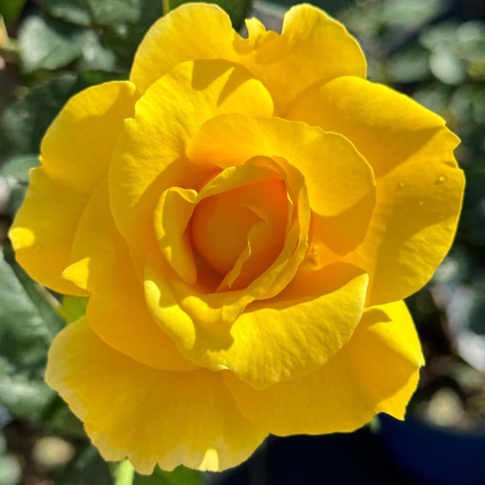 Rose Live Plant for Planting, Fragrant Hybrid Rose Bush, 5-10” Tall, Ready to Grow Flowering Shrub for Outdoor Garden, No Pot (Yellow Rose)
