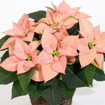 2 Poinsettia Plants Live, Pink Poinsettia Flowers Christmas Decorations, Holiday Houseplant, Poinsettias Trees Plants, No Pot, 5-9" Tall