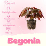 Begonia Live Plant, Begonias Live Plant, Rare Begonias Plants, 5-7 Inches in Height for Indoor Houseplant (Pink Leaf with White Spots Begonia)