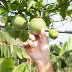 Passion Fruit Tree Live Plant, Yellow Passionfruit Vine Plant Live, Passion Fruit Live Plant for Garden 5 to 8 Inc in Height