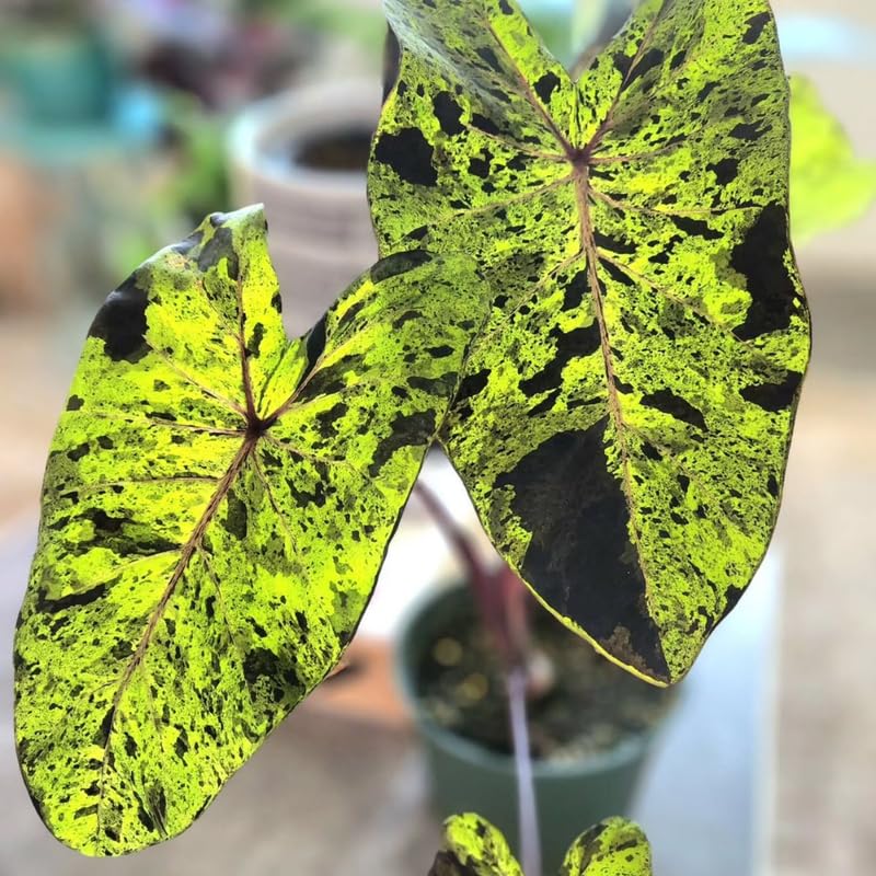 Elephant Ear Plants, Rare Colocasia Plant Live, Perennial Esculenta Taro Alocasia 4-8 Inch Tall, Indoor Outdoor Garden (Rare Variegated Black)