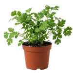 Cilantro Plant Live, Cilantro Herb Live Plant in 4 Inc Pot, Fragrant Vegetable Herb for Gardening Inside Outside Growing