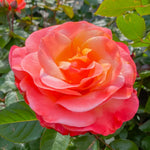 Rose Bush Live Plant for Gardening, Hardy Fragrant Rose Flower Plant, 5 to 10 Inch Tall, Ideal for Outdoor Planting (Coral Rose)