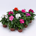3 Random Vinca Flower Plants, Minor Periwinkle Live Plants for Outdoor Planting, Bloom in 4 Inches Pot, Can Grow as Trailling Plant