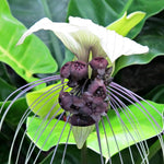 Bat Orchid Plant Live for Planting, in 2 Inch Pot, Tacca Chantrieri Flower Live Plants, Houseplants Live to Grow (White)