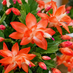 2PPP Orange Christmas Cactus Live Plant, Holiday Flowering, 3 Inches Pot