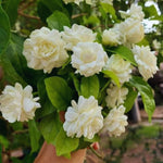 3 Grand Duke of Jasmine Plants Live, Jasmine Flower Plant for Gardening, 5 to 7Inc Long Live Plants