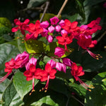 Set 2 Red Purple Bleeding Heart Vine Plants Live, Clerodendrum Live Plant, Bleeding Heart Live Plant - 6-8 Inch Plant, Long Blooming, Perennial