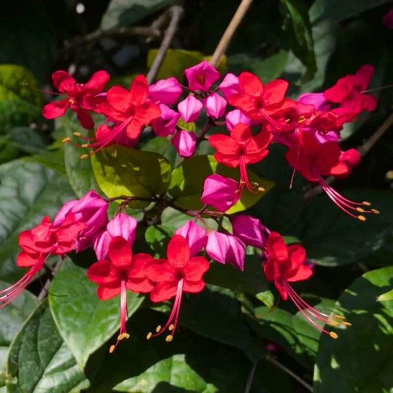Set 2 Red Purple Bleeding Heart Vine Plants Live, Clerodendrum Live Plant, Bleeding Heart Live Plant - 6-8 Inch Plant, Long Blooming, Perennial